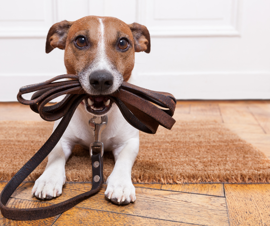 Dog with leash in it's mouth
